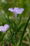 Carolina wild petunia